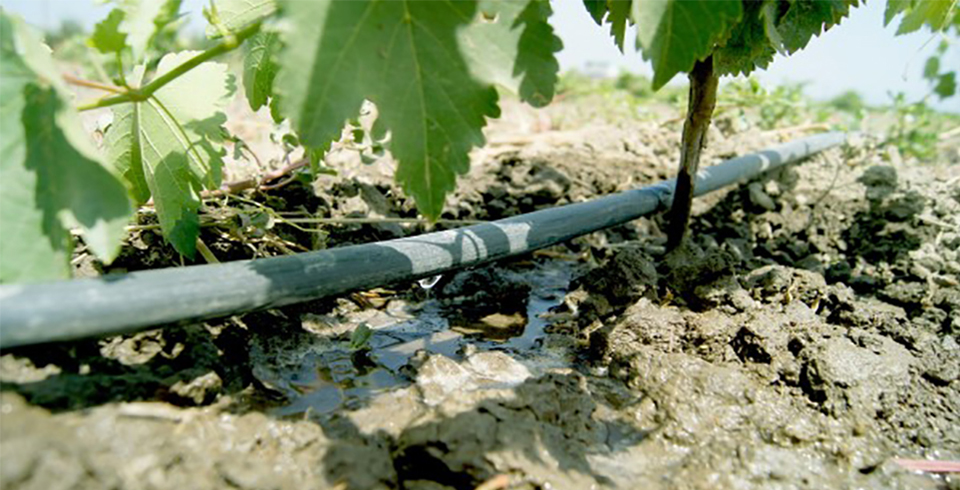 Yaz Sıcaklarında Tarımda Çözüm, Netafim Damla Sulama Sistemi
