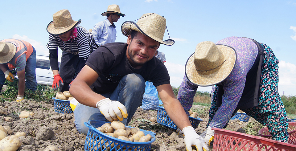 Vodafone Akıllı Köy’de  İlk Patates Hasadı Yapıldı