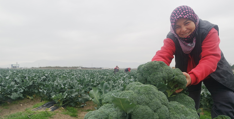 Vodafone Akıllı Köy'de Yılın İlk Brokolileri Hasat Edildi